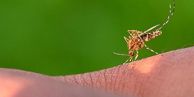 Batı Nil Virüsü Yeni Tehlike Mi?