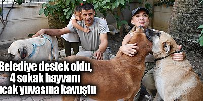 Belediye destek oldu, 4 sokak hayvanı sıcak yuvasına kavuştu