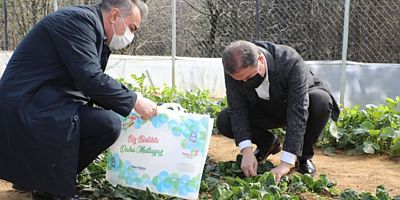 Belediyenin kurduğu seralarda yetişen sebzeler ihtiyaç sahiplerine ulaştırılıyor