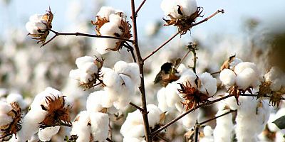 ‘Beyaz altın’ pamuk için büyük iş birliği