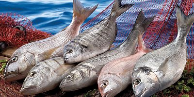 Birleşmiş Milletler 2022 yılını Balıkçılık ve Su Ürünleri Yılı ilan etti