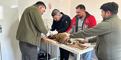 Bitkin halde bulunan yaban keçisi tedavi altına alındı