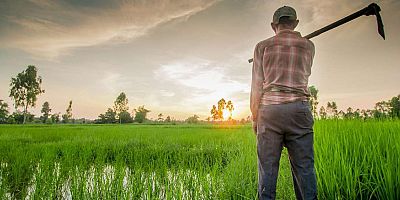  Bitkisel ürünlerde en yüksek yeterlilik derecesi %594,9 ile kayısı ve zerdalide gerçekleşti9