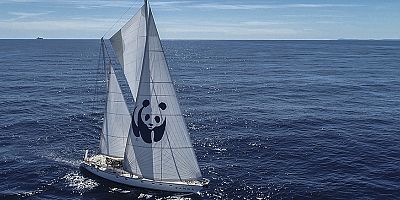 Blue Panda, Mavi Ormanlar için Türkiye'ye Yelken Açtı