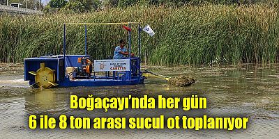 Boğaçayı’nda her gün 6 ile 8 ton arası sucul ot toplanıyor
