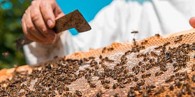 Boş kalan arı kovanları bal fiyatlarına yansıdı
