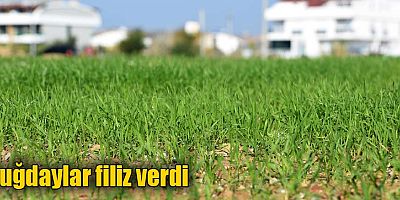 Buğdaylar filiz verdi