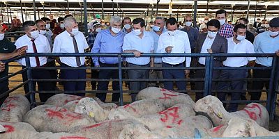 Burdurlu çiftçilere 200 damızlık koç dağıtıldı