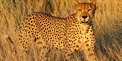 Büyük Kedi, Büyük Etki