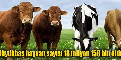 Büyükbaş hayvan sayısı 18 milyon 158 bin oldu