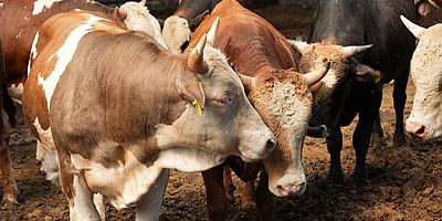 Büyükbaş hayvan sayısı 2024 yılı Haziran ayında 16 milyon 555 bin baş oldu