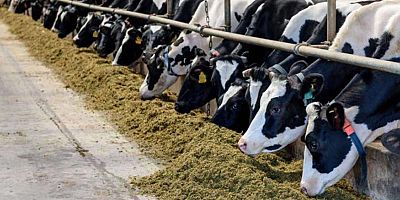 Büyükbaş hayvan sayısı azaldı