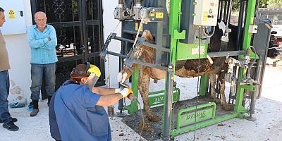 Büyükbaş hayvanlara tırnak bakımı yapılıyor