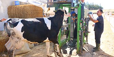 Büyükbaş hayvanların sonbahar dönemi tırnak bakımları yapılıyor