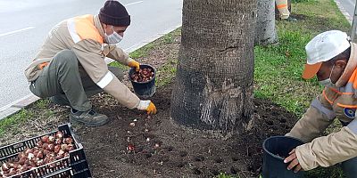 Büyükşehir 161 bin adet lale, sümbül, çiğdem soğanını toprakla buluşturdu