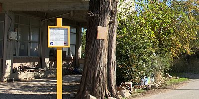 Büyükşehir 5 asırlık anıt ardıç ağacını tescilletti