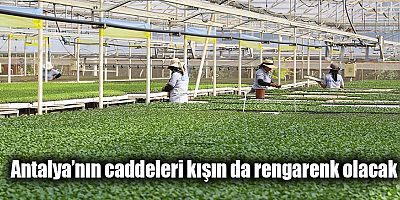 Büyükşehir Belediyesi 3.5 milyon kışlık çiçeği toprakla buluşturuyor