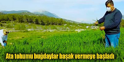 Büyükşehir Belediyesi atıl tarım alanlarını üretime kazandırıyor