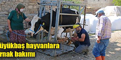 Büyükşehir Belediyesi besicinin yanında