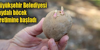 Büyükşehir Belediyesi faydalı böcek üretimine başladı