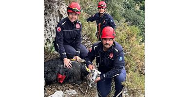 Büyükşehir Belediyesi İtfaiye ekiplerinden keçi kurtarma operasyonu