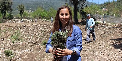 Büyükşehir Belediyesi’nden Kemer’e lavanta bahçesi