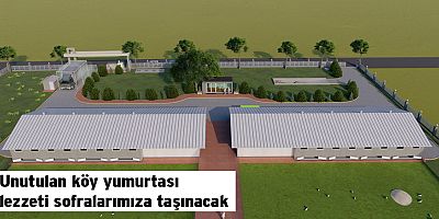 Büyükşehir Belediyesi serbest gezen tavuk çiftliği kuruyor