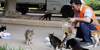 Büyükşehir Belediyesi tam kapanmada sokak hayvanlarını unutmadı
