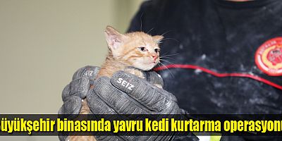 Büyükşehir binasında yavru kedi kurtarma operasyonu