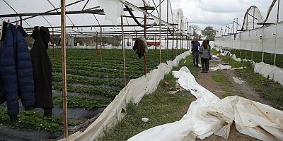 Büyükşehir çiftçinin yaralarını sarmak için hasar tespiti yapıyor