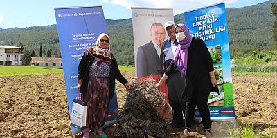 Büyükşehir, çiftçiye destek için tıbbi ve aromatik bitki üretiyor