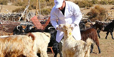 Büyükşehir Çoban Haritası Projesi ile 508 çobana destek oldu