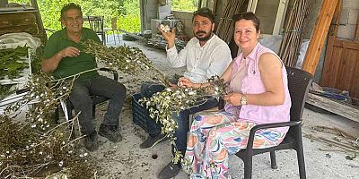 Büyükşehir’den 51 üreticiye 1250 ipek böceği beslenme tablası
