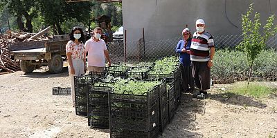 Büyükşehir’den Akseki’ye adaçayı fidesi desteği