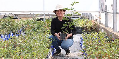 Büyükşehir’den Alanya’nın coğrafi işaretli keçiboynuzuna destek 