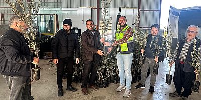 Büyükşehir’den Alanyalı üreticilere fidan desteği