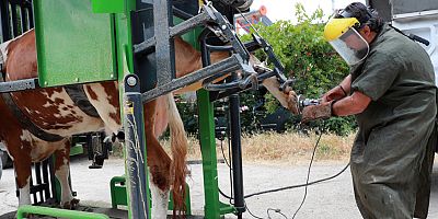 Büyükşehir’den besicilere destek