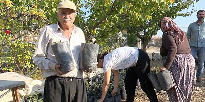 Büyükşehir’den çiftçiye keçiboynuzu desteği