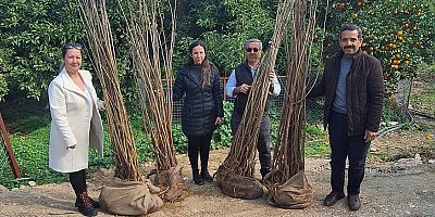 Büyükşehir’den dut fidanı desteği