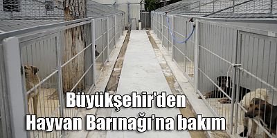 Büyükşehir’den Hayvan Barınağı’na bakım