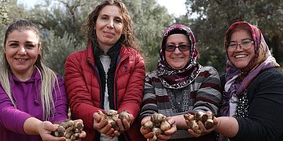 Büyükşehir’den Kadın Kooperatiflerine Nergis ve Frezya soğanı