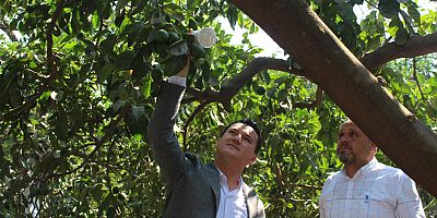 Büyükşehir’den Kumlucalı üreticilere faydalı böcek