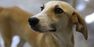 Büyükşehir’den Petshop sahiplerine ücretsiz eğitim 