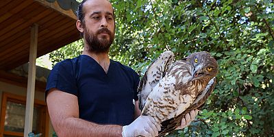 Büyükşehir Doğal Yaşam Parkı’nın tedavi edilen Yılan Kartalı doğaya geri döndü
