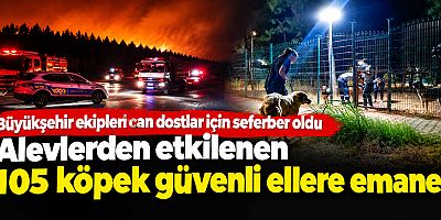 Büyükşehir ekipleri can dostlar için seferber oldu
