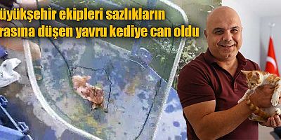 Büyükşehir ekipleri sazlıkların arasına düşen yavru kediye can oldu  