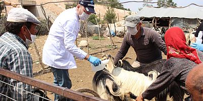 Büyükşehir hayvan üreticilerinin yanında