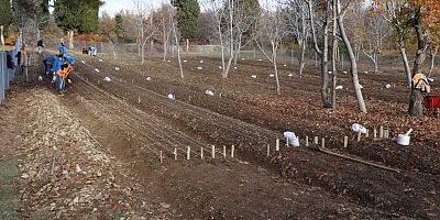 Büyükşehir İbradı’da lale soğanı üretimine başladı