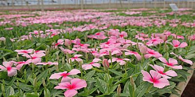 Büyükşehir’in serası üretiyor Antalya güzelleşiyor