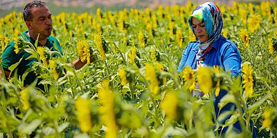 Büyükşehir’in verdiği Ayçiçek tohumları çiçek açtı